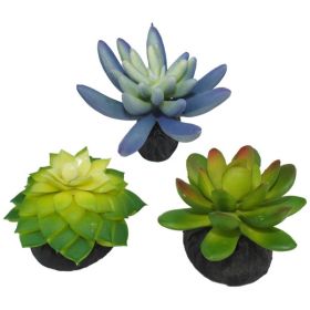 Komodo Desert Succulent Plant Blue Green; 1ea-3 pk